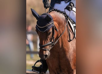 Pony Felinski, Yegua, 9 años, 148 cm, Castaño-ruano