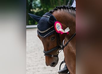 Pony Felinski, Yegua, 9 años, 148 cm, Castaño-ruano