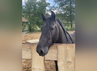 Pony Fell, Castrone, 11 Anni, 140 cm, Morello