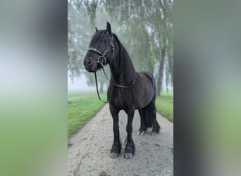 Pony Fell, Castrone, 12 Anni, 140 cm, Morello