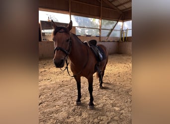 Pony Fell, Castrone, 18 Anni, 144 cm, Baio