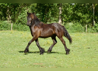 Pony Fell, Castrone, 1 Anno, 139 cm, Morello
