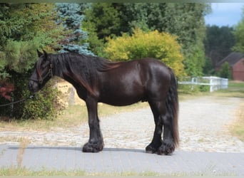 Pony Fell, Castrone, 3 Anni, 138 cm, Morello