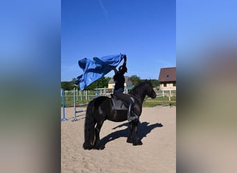 Pony Fell, Castrone, 3 Anni, 138 cm, Morello