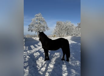 Pony Fell, Castrone, 3 Anni, 144 cm, Morello