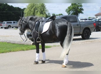 Pony Fell Mix, Castrone, 5 Anni, 142 cm, Grigio