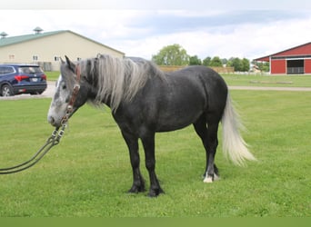 Pony Fell Mix, Castrone, 5 Anni, 142 cm, Grigio