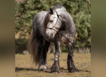 Pony Fell, Castrone, 6 Anni, 142 cm, Grigio pezzato