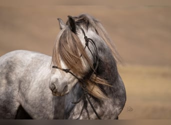 Pony Fell, Castrone, 6 Anni, 142 cm, Grigio pezzato
