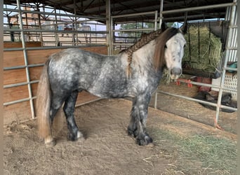 Pony Fell, Castrone, 6 Anni, 142 cm, Grigio pezzato