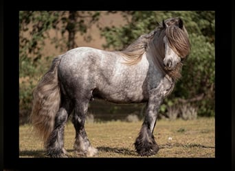 Pony Fell, Castrone, 7 Anni, 142 cm, Grigio pezzato