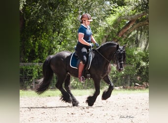 Pony Fell, Castrone, 8 Anni, 137 cm, Baio