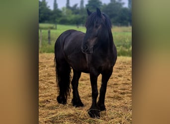 Pony Fell, Castrone, 8 Anni, 145 cm, Morello