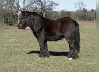 Pony Fell, Castrone, 9 Anni, 107 cm, Morello