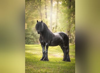 Pony Fell, Castrone, 9 Anni, 137 cm, Baio