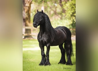 Pony Fell, Castrone, 9 Anni, 137 cm, Baio