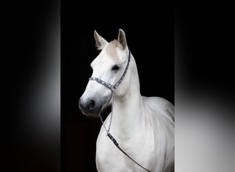 Pony Fell, Giumenta, 10 Anni, 142 cm, Grigio