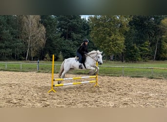 Pony Fell, Giumenta, 10 Anni, 142 cm, Grigio