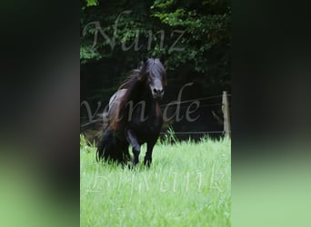 Pony Fell, Giumenta, 18 Anni, 138 cm, Morello
