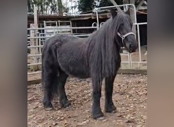 Pony Fell, Giumenta, 19 Anni, 142 cm, Morello