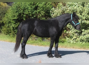 Pony Fell, Giumenta, 1 Anno, 145 cm, Può diventare grigio