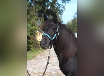 Pony Fell, Giumenta, 1 Anno, 145 cm, Può diventare grigio