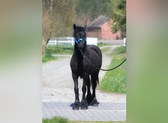 Pony Fell, Giumenta, 1 Anno, 145 cm, Può diventare grigio