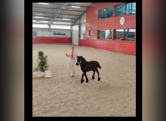 Pony Fell, Giumenta, 3 Anni, 130 cm, Morello