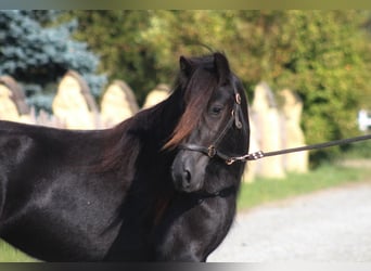 Pony Fell, Giumenta, 3 Anni, 145 cm, Morello