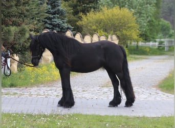 Pony Fell, Giumenta, 3 Anni, 145 cm, Morello