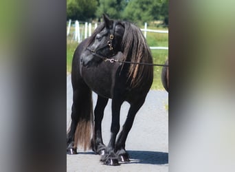 Pony Fell, Giumenta, 4 Anni, 144 cm, Grigio