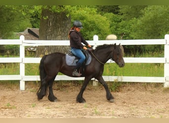 Pony Fell, Giumenta, 5 Anni, 140 cm, Morello