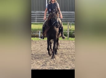 Pony Fell, Giumenta, 5 Anni, 142 cm, Morello