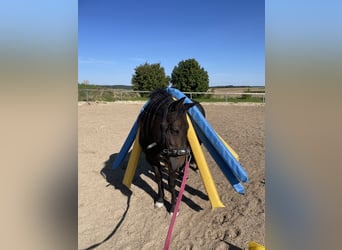 Pony Fell Mix, Giumenta, 6 Anni, 140 cm, Baio scuro