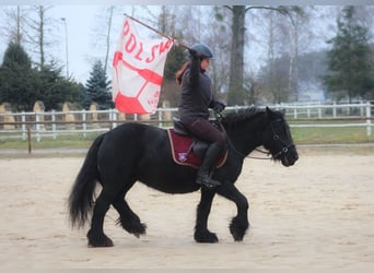 Pony Fell, Giumenta, 9 Anni, 137 cm, Morello