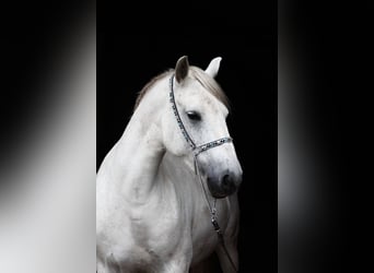 Pony Fell, Giumenta, 9 Anni, 142 cm, Grigio