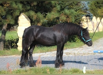 Pony Fell, Stallone, 1 Anno, 137 cm, Morello