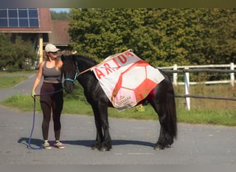 Pony Fell, Stallone, 1 Anno, 137 cm, Morello