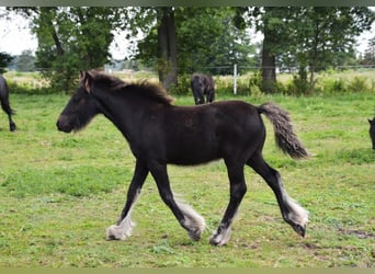 Pony Fell, Stallone, 1 Anno, 138 cm, Morello