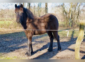 Pony Fell, Stallone, 1 Anno, Morello