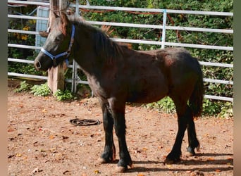 Pony Fell, Stallone, Puledri
 (04/2023), 142 cm, Morello