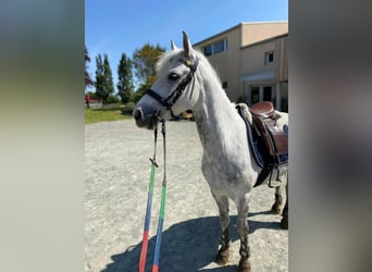 Pony francés de montar a caballo, Caballo castrado, 10 años, 140 cm, Tordo rodado