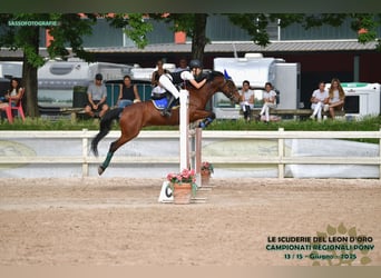 Pony francés de montar a caballo, Caballo castrado, 10 años, 141 cm, Castaño