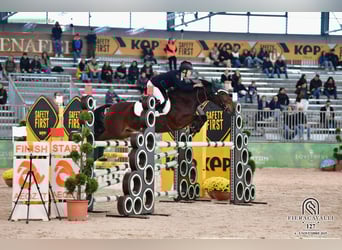 Pony francés de montar a caballo, Caballo castrado, 10 años, 141 cm, Castaño rojizo