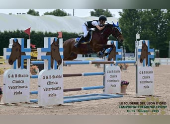 Pony francés de montar a caballo, Caballo castrado, 10 años, 141 cm, Castaño rojizo