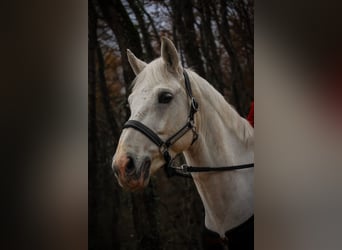 Pony francés de montar a caballo, Caballo castrado, 10 años, 148 cm, Tordo