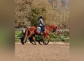 Pony francés de montar a caballo, Caballo castrado, 10 años, 154 cm, Alazán