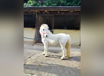 Pony francés de montar a caballo, Caballo castrado, 10 años, Tordo