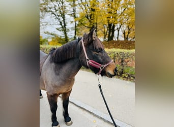 Pony francés de montar a caballo, Caballo castrado, 11 años, 115 cm, Castaño oscuro