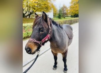 Pony francés de montar a caballo, Caballo castrado, 11 años, 115 cm, Castaño oscuro